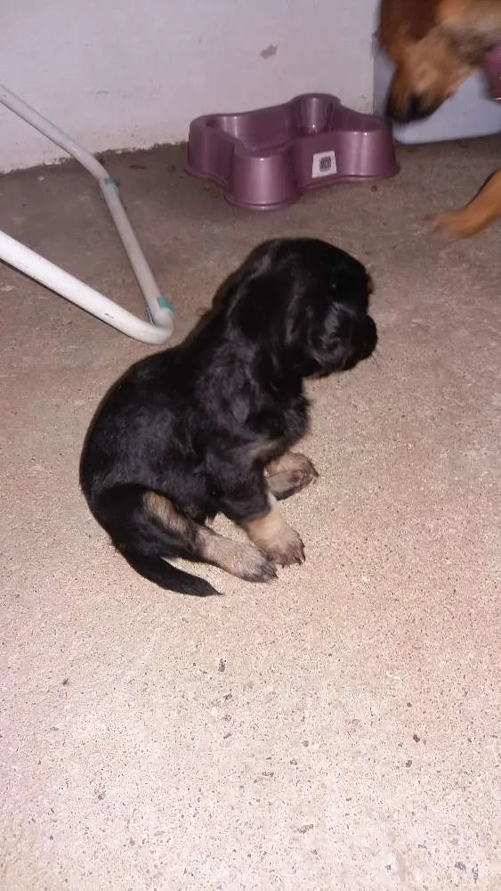Cachorro ra a Srd idade Abaixo de 2 meses nome Fofos