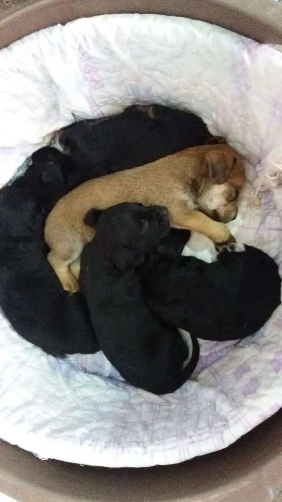 Cachorro ra a Srd idade Abaixo de 2 meses nome Fofos