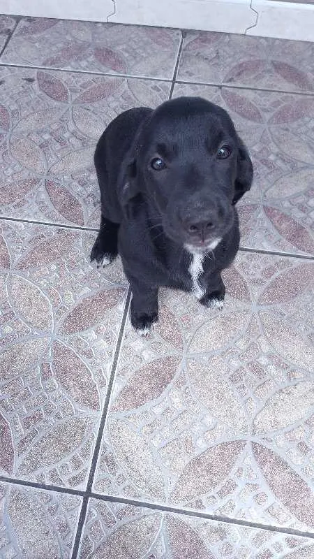 Cachorro raça SRD idade 2 a 6 meses nome sem nome
