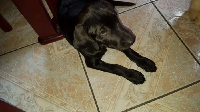 Cachorro raça SRD idade 2 a 6 meses nome sem nome