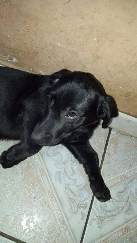 Cachorro raça SRD idade 2 a 6 meses nome sem nome