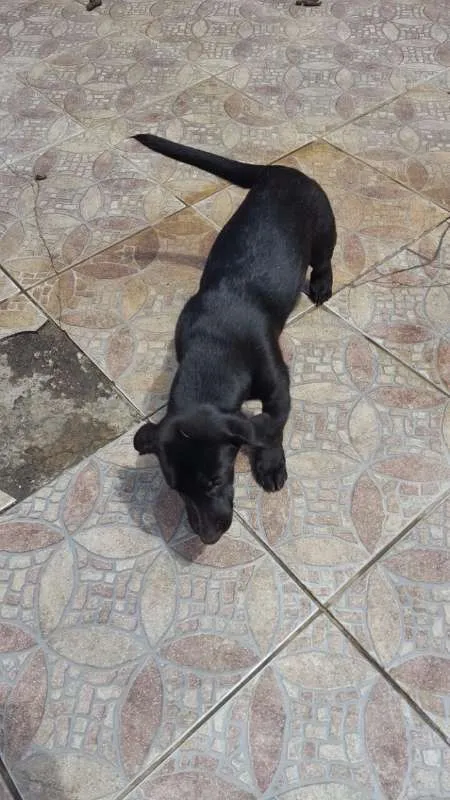 Cachorro raça SRD idade 2 a 6 meses nome sem nome