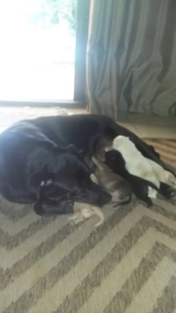 Cachorro ra a Vira Lata idade Abaixo de 2 meses nome Filhotes 