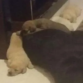 Cachorro ra a Vira Lata idade Abaixo de 2 meses nome Filhotes 