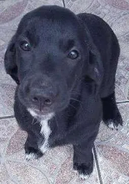 Cachorro raça SRD idade 2 a 6 meses nome sem nome