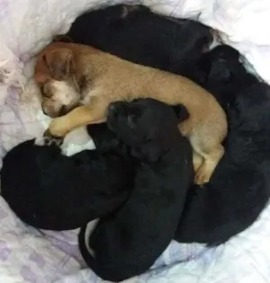 Cachorro raça Srd idade Abaixo de 2 meses nome Fofos