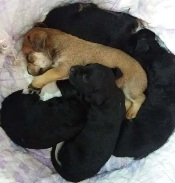 Cachorro ra a Srd idade Abaixo de 2 meses nome Fofos