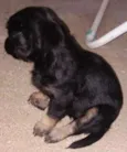 Fofos