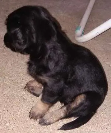 Cachorro ra a Srd idade Abaixo de 2 meses nome Fofos