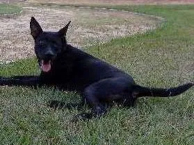 Cachorro ra a Pit bull misturado  idade 1 ano nome Black