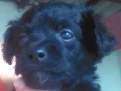 Cachorro ra a SRD idade Abaixo de 2 meses nome Amigos