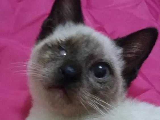 Gato ra a SIAMESA idade 2 a 6 meses nome SEM NOME 
