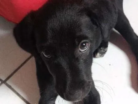 Cachorro raça Misturada  idade 2 a 6 meses nome Lila