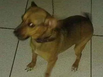 Cachorro ra a Vira lata com Beagle idade 3 anos nome Nina