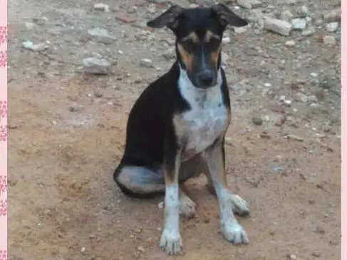 Cachorro raça Vira-lata idade 7 a 11 meses nome Pink
