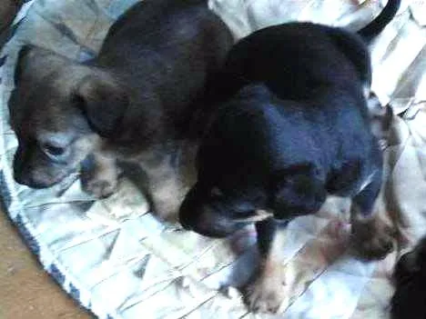 Cachorro raça vira lata idade Abaixo de 2 meses nome Sem nome