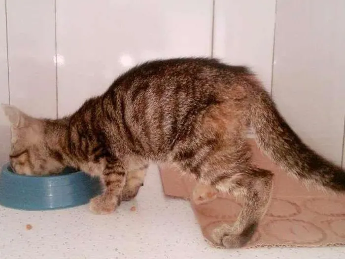 Gato ra a SEM RAÇA DEFINIDA idade 2 a 6 meses nome VALENTINA