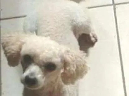 Cachorro ra a poodle toy idade 3 anos nome Marley