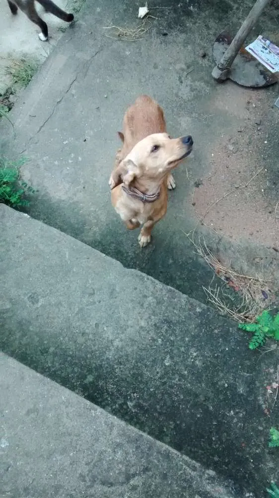Cachorro ra a Srd idade 1 ano nome Buic