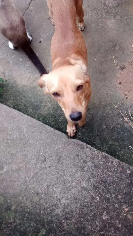 Cachorro ra a Srd idade 1 ano nome Buic