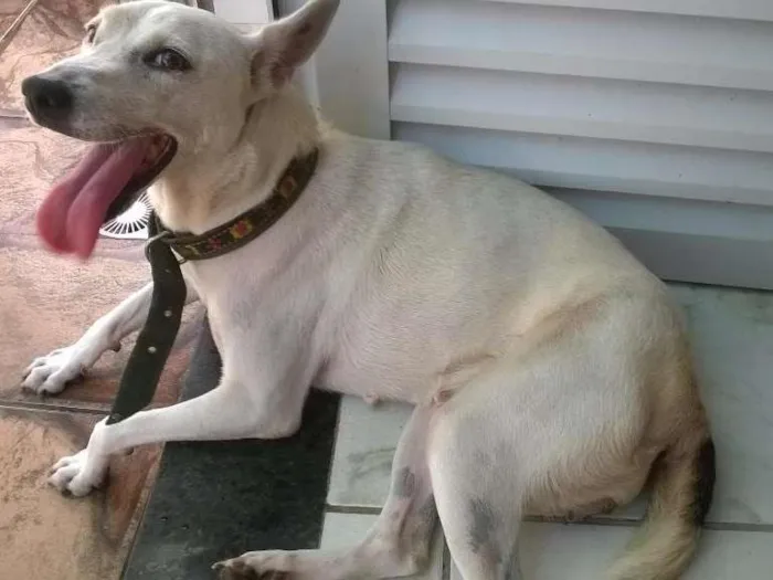 Cachorro raça SRD idade 2 anos nome Não sei