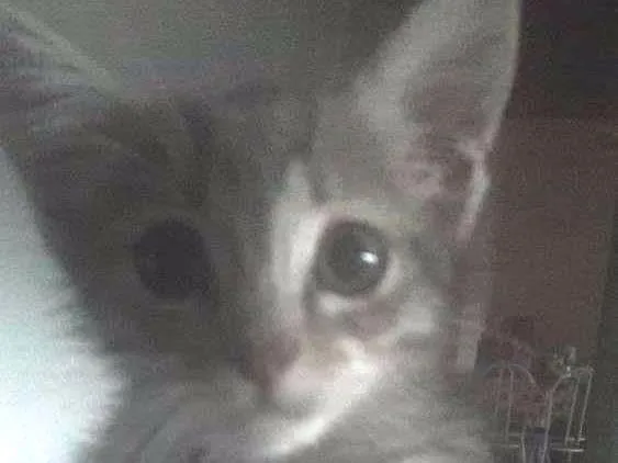Gato ra a Desconhecida idade Abaixo de 2 meses nome Amora