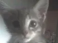 Amora