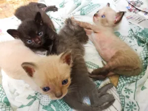 Gato raça Vira-lata idade Abaixo de 2 meses nome Sem nomes