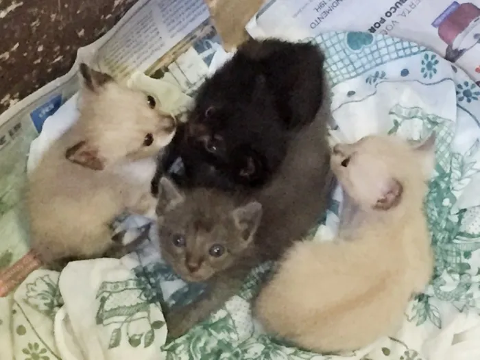 Gato ra a Vira-lata idade Abaixo de 2 meses nome Sem nomes