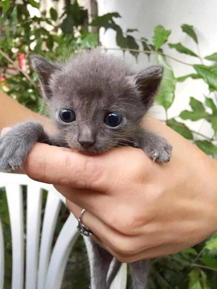 Gato ra a Vira-lata idade Abaixo de 2 meses nome Sem nomes