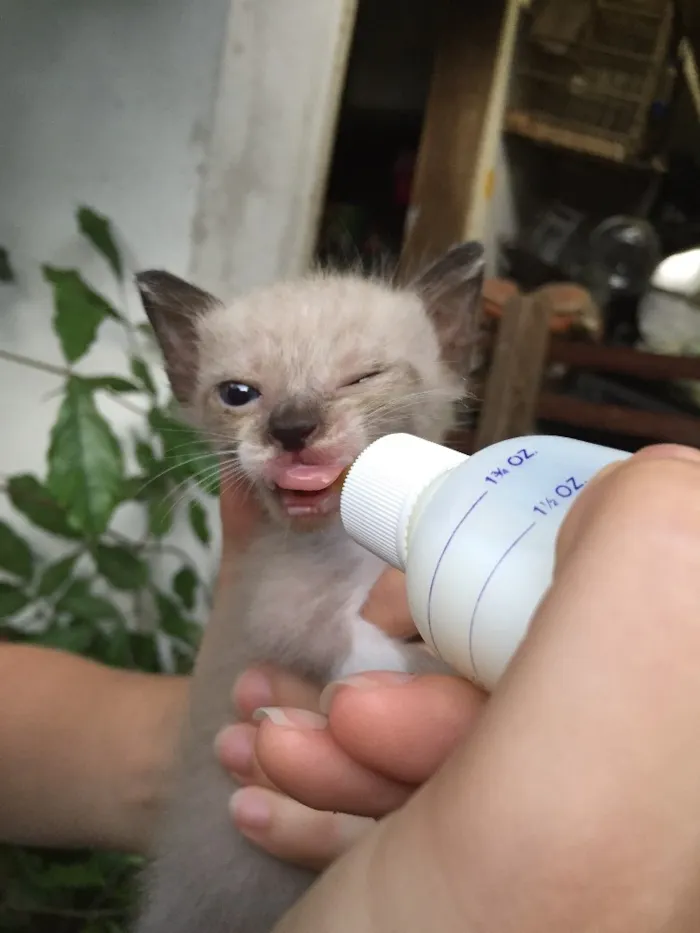 Gato ra a Vira-lata idade Abaixo de 2 meses nome Sem nomes