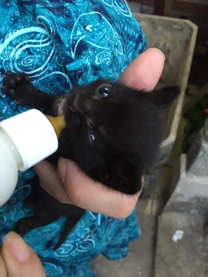 Gato ra a Vira-lata idade Abaixo de 2 meses nome Sem nomes