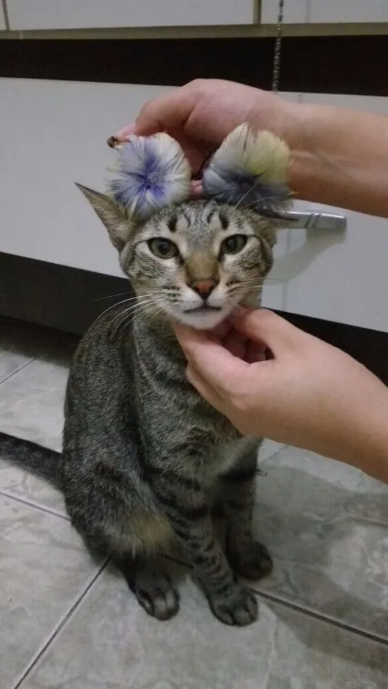 Gato ra a Vira lata  idade 1 ano nome SHIDO 