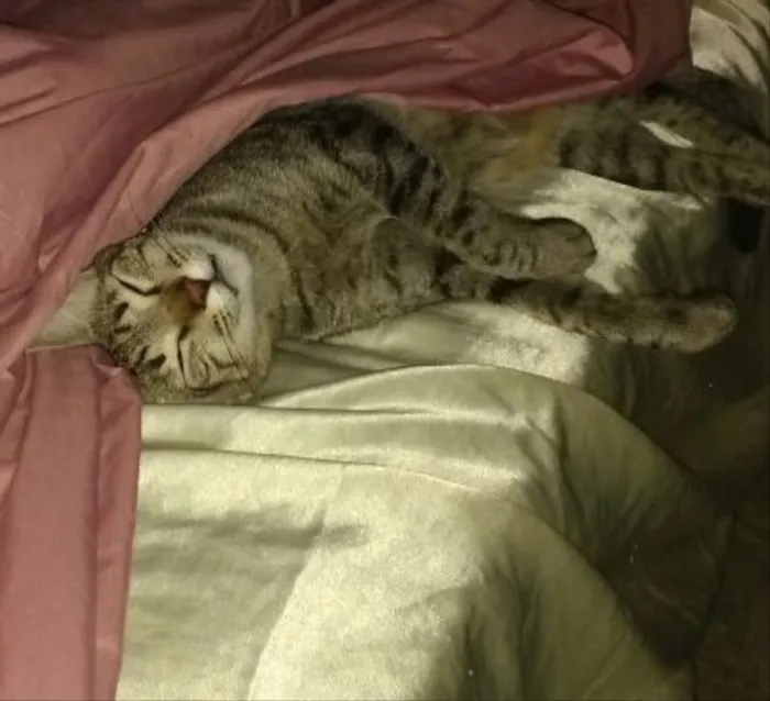 Gato ra a Vira lata  idade 1 ano nome SHIDO 