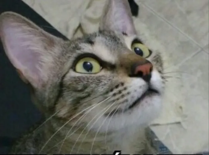 Gato ra a Vira lata  idade 1 ano nome SHIDO 