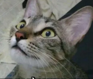 Gato raça Vira lata  idade 1 ano nome SHIDO 