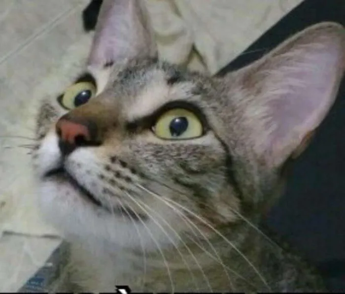 Gato ra a Vira lata  idade 1 ano nome SHIDO 