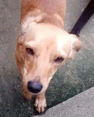 Cachorro ra a Srd idade 1 ano nome Buic
