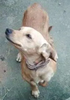 Cachorro ra a Srd idade 1 ano nome Buic