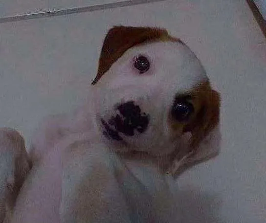Cachorro raça ???? idade 2 a 6 meses nome Cebola
