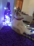 Lua