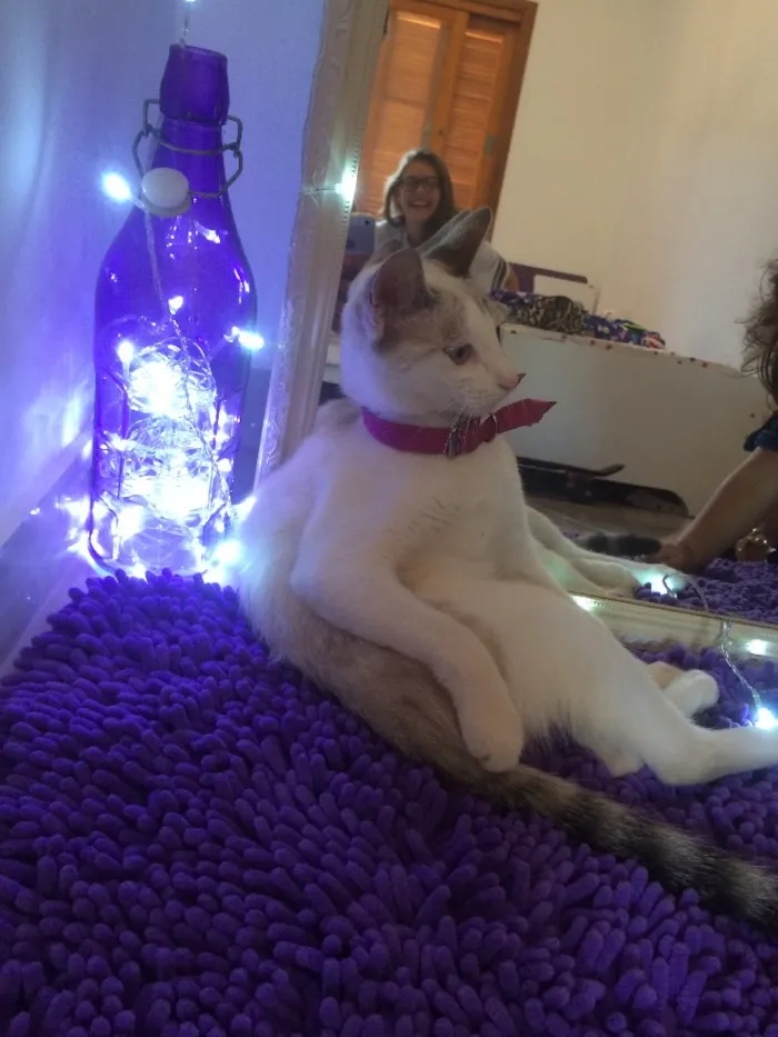 Gato ra a Siamês  idade 2 a 6 meses nome Lua