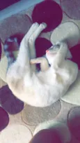 Lua