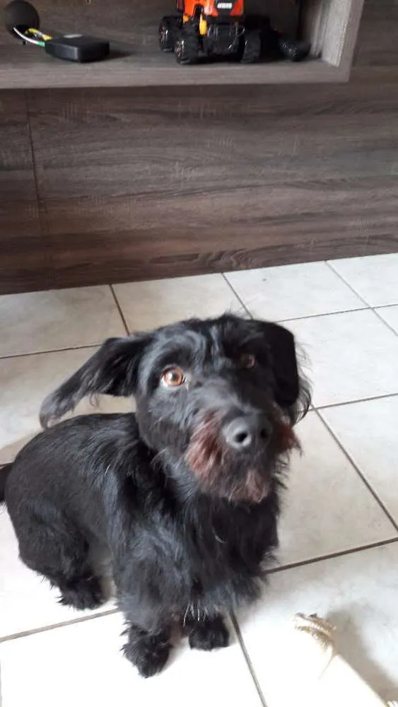 Cachorro ra a Vira lata idade 7 a 11 meses nome Magie
