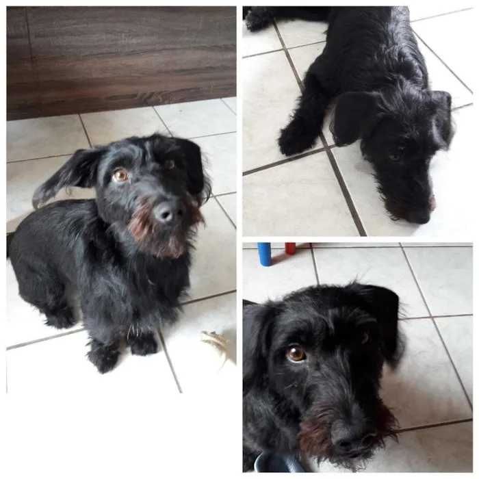 Cachorro ra a Vira lata idade 7 a 11 meses nome Magie