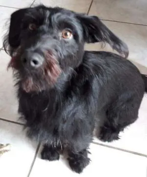 Cachorro raça Vira lata idade 7 a 11 meses nome Magie