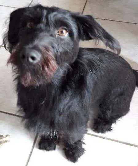 Cachorro ra a Vira lata idade 7 a 11 meses nome Magie