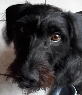Cachorro ra a Vira lata idade 7 a 11 meses nome Magie