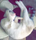 Lua