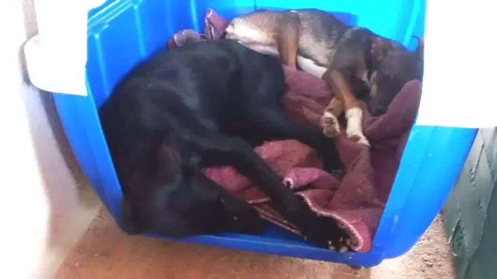 Cachorro raça srd idade 2 a 6 meses nome Thon e Lalá